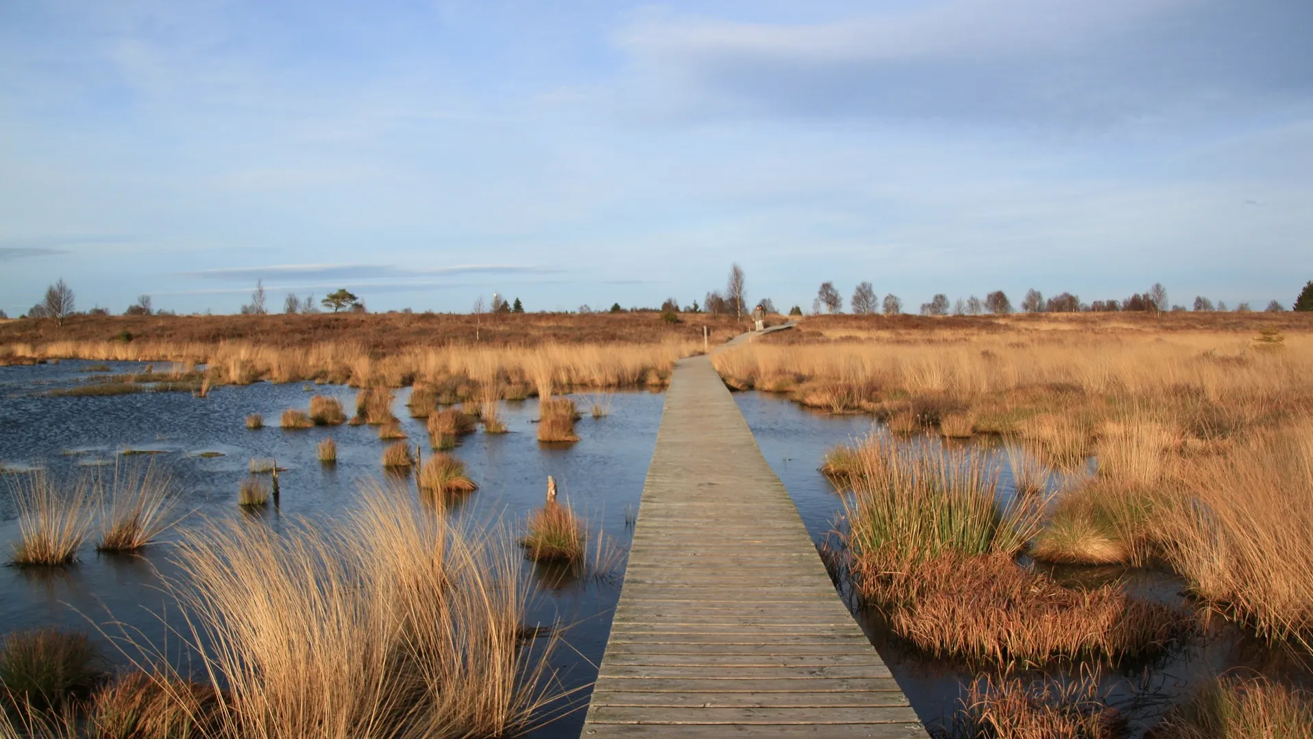 Hochmoor